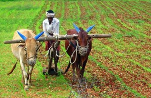 Hindistan'da bir çiftçi tarlasını geleneksel yöntemlerle sürüyor. / Fotoğraf: Food Tank