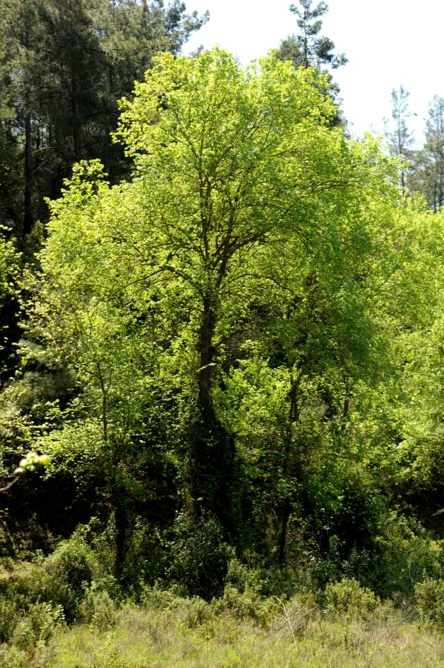 Fotoğraf: Dr.Deni Özüt / DKM Arşivi Sığla, dünyada yalnızca Muğla civarında bulunan özel bir ağaç türü