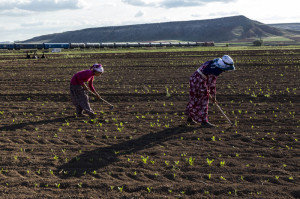 Seasonal Agricultural Workers