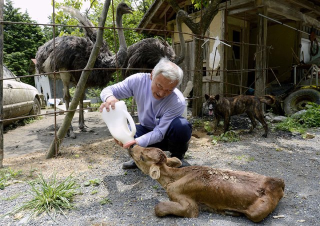 Destekçilerinin verdiği ad ile Matsumura, "Fukuşima hayvanlarının koruyucusu"