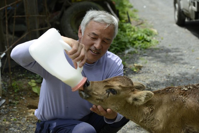 55 yaşındaki Matsumura yüksek radyosyon tehlikesinin farkında ama bu durum bile onun hayvanları beslemesine engel olmuyor