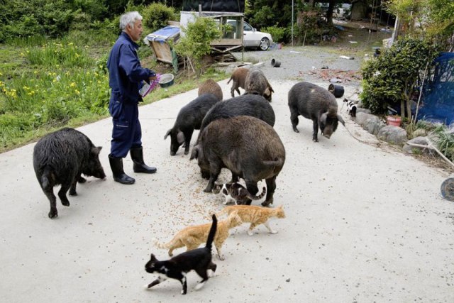 Matsumura'nın bölgeye ilk dönüşü kendi baktığı hayvanlar içindi ama durumu görünce hepsine bakma kararını aldı