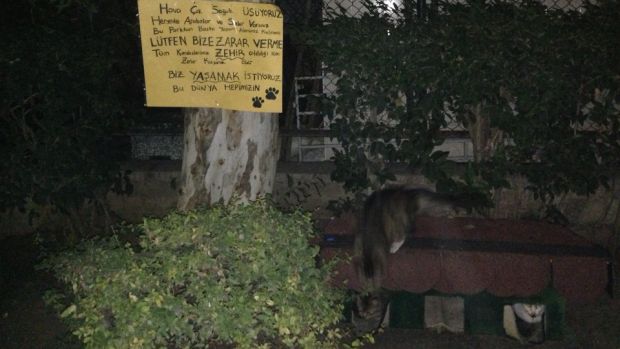 Sokak kedileri kendileri için parkın içinde yapılan kedi evinde yaşıyorlar