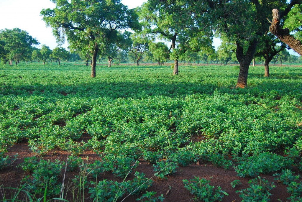 Kenya'da yürütülen projeyle, dünyada ilk defa tarım kaynaklı ve VCS tarafından onaylanan karbon kredileri verildii