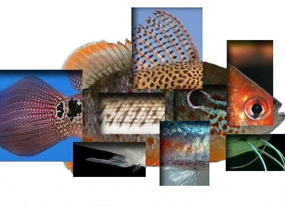 29 Global-Freshwater-Fish-BioBlitz-logo