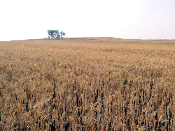 agri-winter-wheat