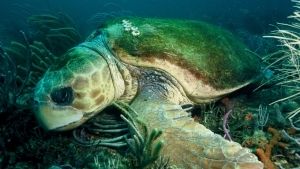 Fotoğraf: David Schricte / Sea Turtle Conservancy Deniz kaplumbağalarının son 50 yılda %80'i yok oldu