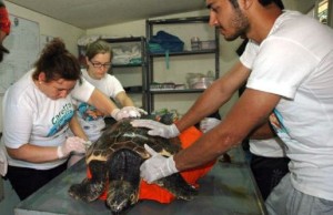 DEKAMER'de yapılan tedavi sonrası 70'e yakın deniz kaplumbağası sağlığına kavuşup denize bırakıldı