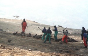 Fotoğraf: huffingtonpost.ca Namibya'da bebek foklar sopalarla öldürülüyor