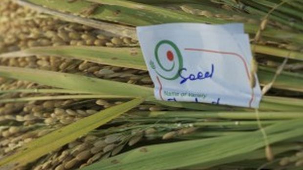 Navdanya bölgedeki yerel pirinç türlerini ve çiftçilik bilgisini korumak için büyük çaba sarf ediyor