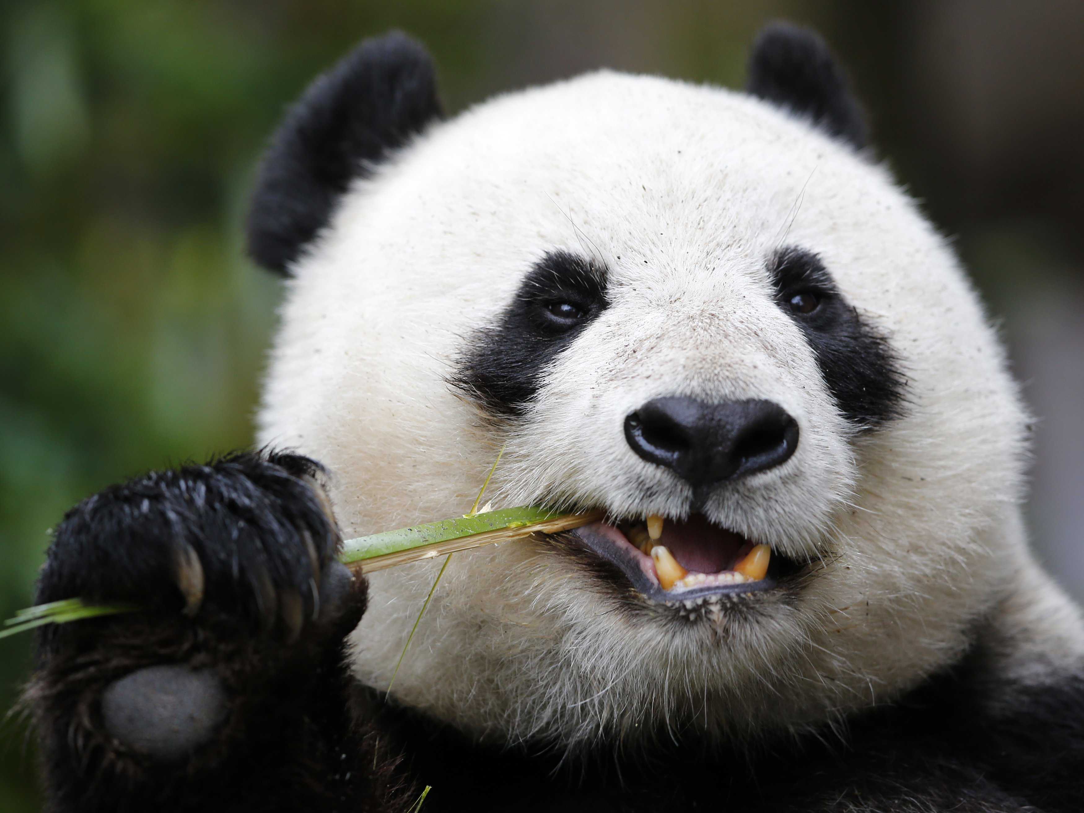 chinas-panda-diplomacy-has-entered-a-lucrative-new-phase