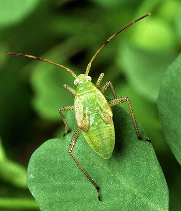 Yonca bitkisi böceği yerli olmayan bir bitki zararlısı. Foto: Scott Bauer/USDA