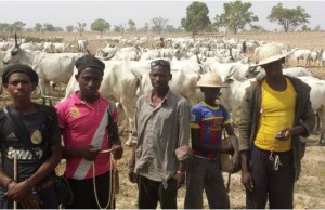 Fotoğraf: Erika Eichelberger Doğu Nijierya'daki sığır çobanları 