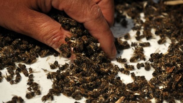 Bulgaristan'dan bir arıcı böcek ilaçları nedeniyle ölen arılarını tutuyor
