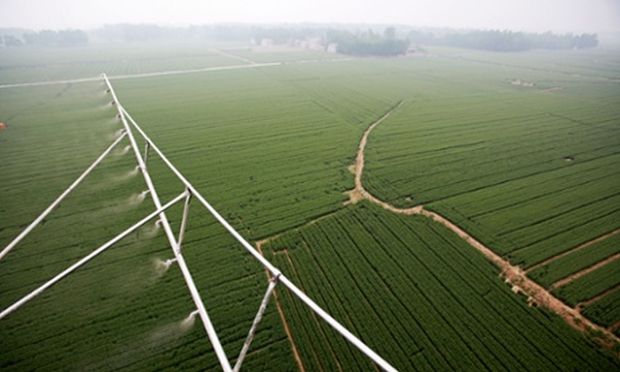 Çin'in Henan bölgesinde çiftçiler buğday tarlalarına helikopterden böcek ilacı sıkıyor