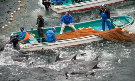 Annual dolphin hunt in Taiji, Japan