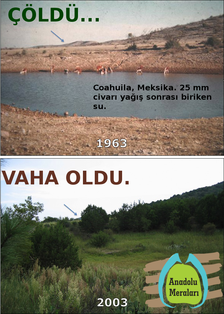 Coahuila, Meksika'dan 1978'den 2003 yılına kadar Bütüncül Yönetim'le restore edilmiş bir alandan görüntülerin karşılaştırması. Foto ve  düzenleme: Anadolu Meraları, Facebook sayfası