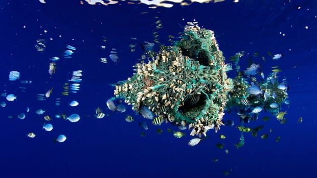 Plastik atıklar okyanus yaban hayatına zarar vermesinin yanısıra balıkların besin zincirini de etkiliyor Fotoğraf: Bryce Groark/Alamy