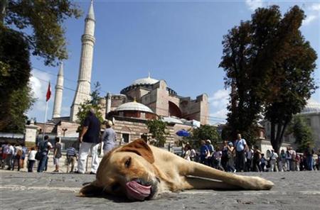 A stray dog lies outside the Hagia Sophia museum in Istanbul