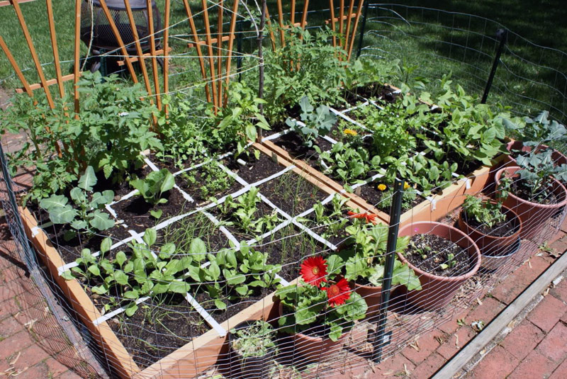 1-square-foot-gardening