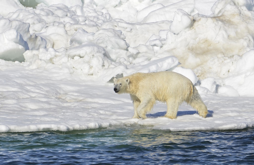 Bu 15 Haziran 2014 tarihli fotoğrafta, bir kutup ayısı Alaska’da bulunan Chucki Denizi’nden çıktıktan sonra kurulanıyor. Bir başka şirket Chucki’de sondajın peşini bırakacağını duyurdu. Fotoğraf: AP PHOTO/U.S. GEOLOGICAL SURVEY, BRIAN BATTAILE