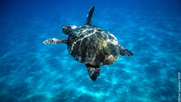 Loggerhead turtle (Caretta caretta) swimming in open sea. ZÃ¡kinthos, Lagana Bay, Greece. Project numbers: 9E0103, GR0017, GR0043