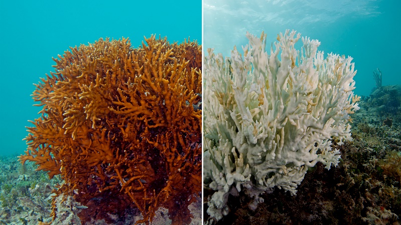 Coral-bleaching-7