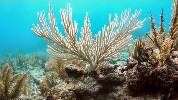 Yüksek sıcaklıklar, Florida kıyılarındaki *bent sea rod off*  (Latince: Plexaura flexuosa) gibi mercanların ağarmasına (beyazlaşmasına) sebep oluyor.  Kredi: ABD Jeolojik Araştırmalar / Flickr