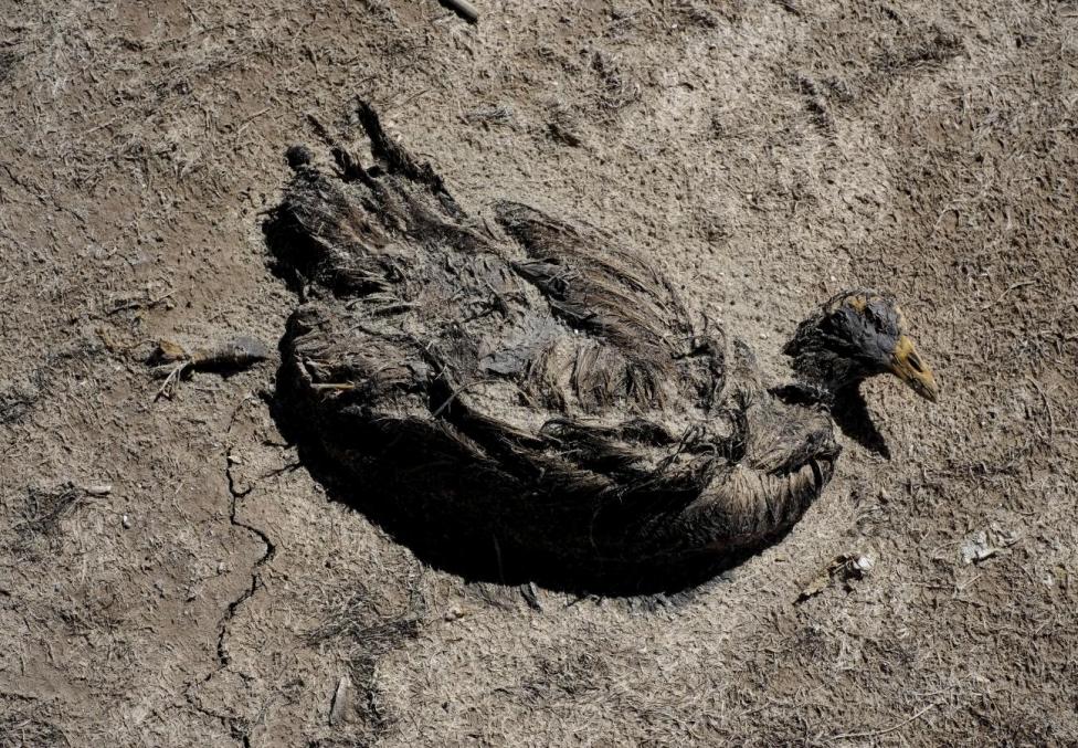 Bir kuşun ölü bedeni kurumuş Popoo gölü yatağı üzerinde.