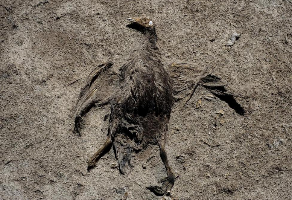 Bir kuşun cansız bedeni Popoo göl yatağında. Suyun çekilmesiyle, milyonlarca canlı öldü. REUTERS/David Mercado
