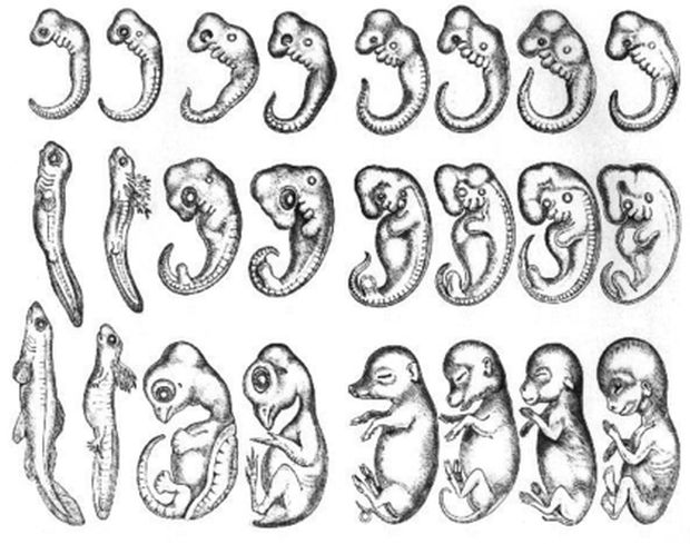 Omurgalı hayvanların en basitinden (balık), en gelişmişine kadar (insan) , embriyonik gelişimlerinin birlikte fotoğrafları . Soldan sağa ; balık, semender, kaplumbağa, tavuk, domuz, sığır, tavşan ve insan