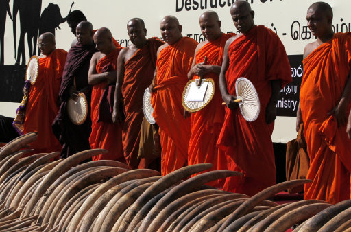 Sri Lankan Buddhist monks bless African tuskers killed by poachers for a better rebirth, as blood ivory or ivory obtained and traded illegally after poaching elephants are displayed before being destroyed in Colombo, Sri Lanka, Tuesday, Jan. 26, 2016. The stock of ivory captured while in transit in Colombo port three years ago, is traced to northern Mozambique and Tanzania and is estimated to be worth $2.5 million. (AP Photo/Eranga Jayawardena)