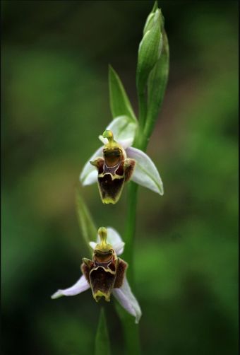 Sadece yaklaşık  400 kök kaldığı tahmin edilen, yok olma tehlikesinden dolayı koruma altına alınan Likya Orkidesi..... 