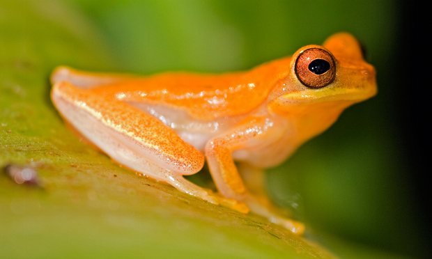 Kosta Rika'nın altın renkli kurbağası da iklim değişikliği nedeniyle yok olmuştu. 