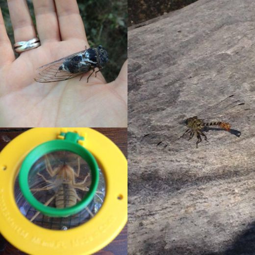 Sol alt: Sarı Efe (elimize almıyoruz, ısırdığında hoş olmuyor) / Sağdaki foto: Kız böceği 