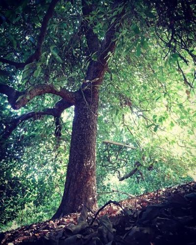 En büyük avakado ağacı