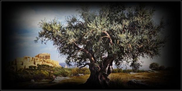 Athena’ nın Akropolis’ te dikili zeytin ağacı