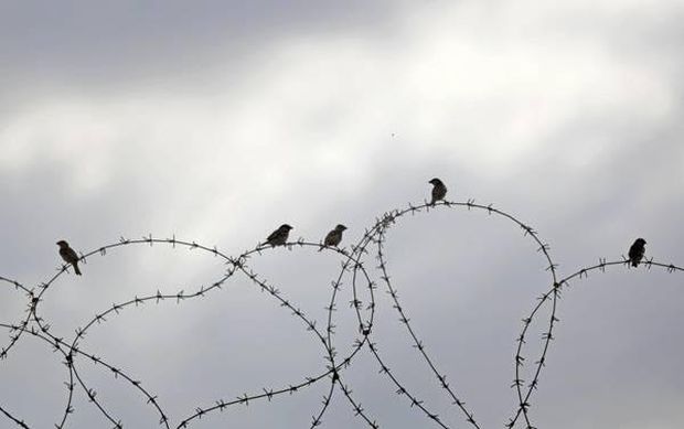 epa03770237 Birds rest on the barbed wire on a fence at the border between Egypt and Gaza Strip in Rafah town, southern Gaza Strip on 01 July 2013. The Egyptian Army deployed tanks and armored vehicles along the borderline with the Hamas-ruled Gaza Strip to ensure that no Hamas members would intervene in the anti-regime demonstrations taking place in Egypt.  EPA/ALI ALI