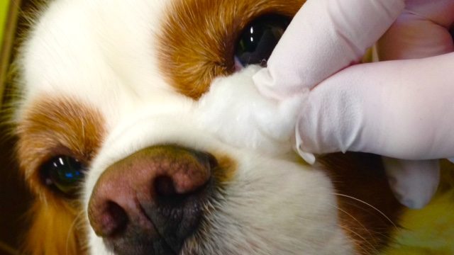Erkek köpekten kan gelmesi