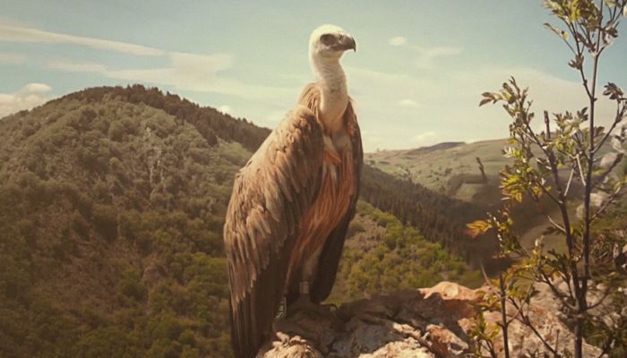 Akbabalarin Nesli Tukenme Tehlikesi Altinda Yesil Gazete