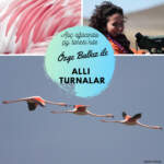 7. Özge Balkız ile Flamingolar