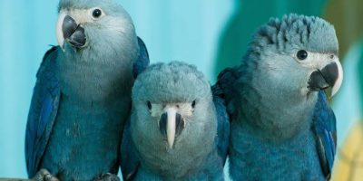mavi spix papağanı