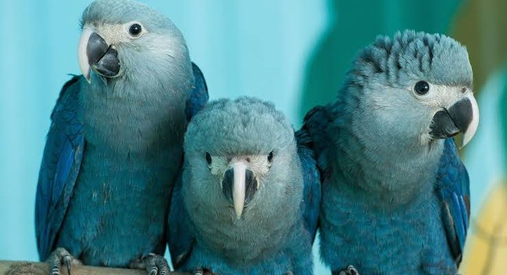 mavi spix papağanı