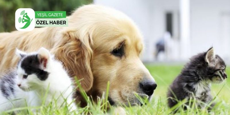 Evcil Hayvanlara Cip Uygulamasi Hem Zorunlu Tutup Hem Ucret Istemek Kabul Edilebilir Degil Yesil Gazete