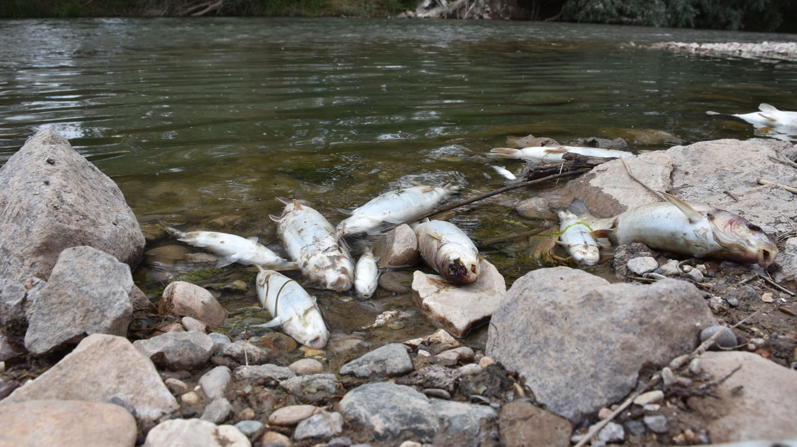 Kızılırmak'ta toplu balık ölümleri