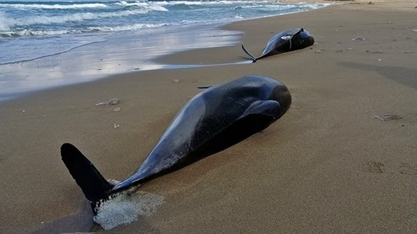 Karadeniz’de karaya vuran 80’den fazla yunusun ölüm sebebi balıkçılık