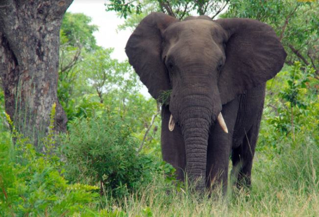 Afrika orman filleri: Bitki örtüsünü ezerken iklimi koruyorlar