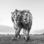 1_Wildlife_Anup_Shah