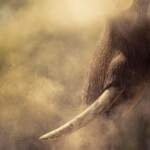2_Wildlife_Panos_Laskarakis
