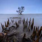 HM_Landscape_Waluya_Priya_Atmaja